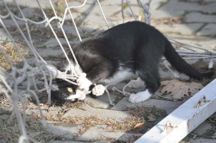 Trafik Kazasında Ölen Kedinin Yavrusuna, Tesis Sorumlusu Sahip Çıktı