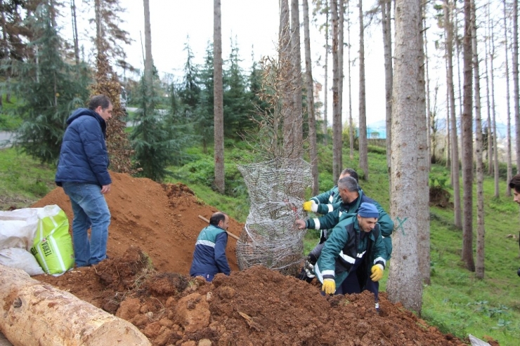 Atatürk Köşkü Ormanı’nda ’12 Dişli’nin Kuruttuğu Kesilen Ağaçların Yerine Yenileri Dikilmeye Başladı