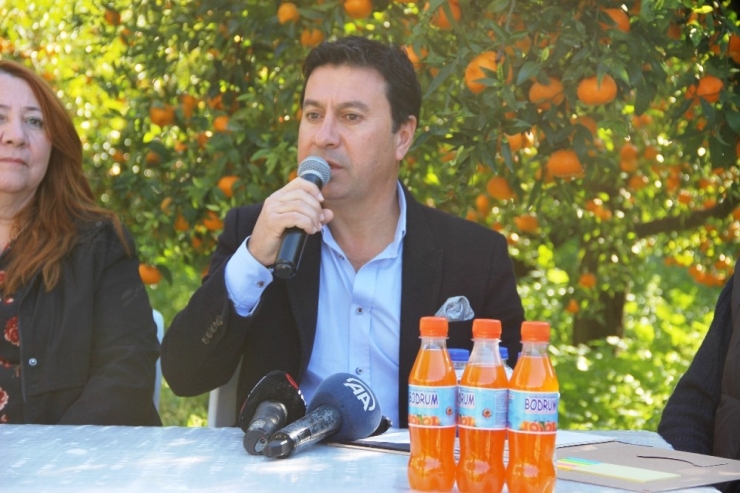 Bodrum Mandalina Hasat Festivali Başlıyor