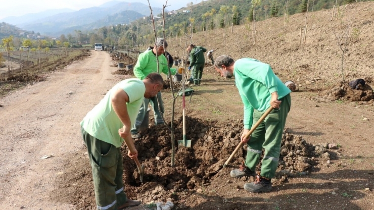 Umuttepe Kampüsü 10 Bin Ağaçla Yeşilleniyor