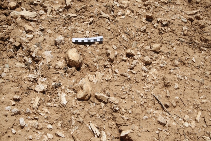 Denizli’de Yaklaşık 9 Milyon Yıllık Hayvan Fosilleri Bulundu