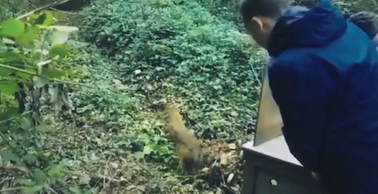 Bursa’da Tedavi Olan Hayvanlar Yaban Hayata Böyle Döndü