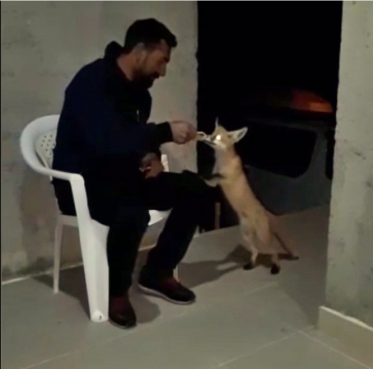 Evine Gelen Tilkiyi Eliyle Besledi