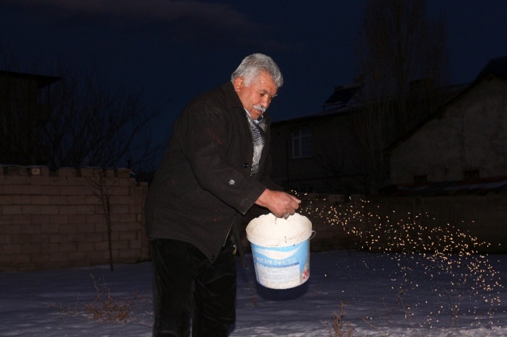 Yazın Satın Aldığı Buğdayı Kışın Kuşlara Yediriyor