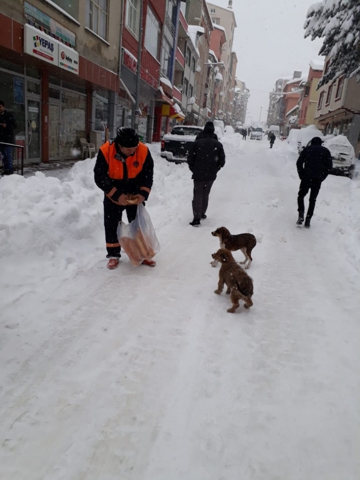 Karda Aç Kalan Hayvanlar İçin Belediye Seferber Oldu