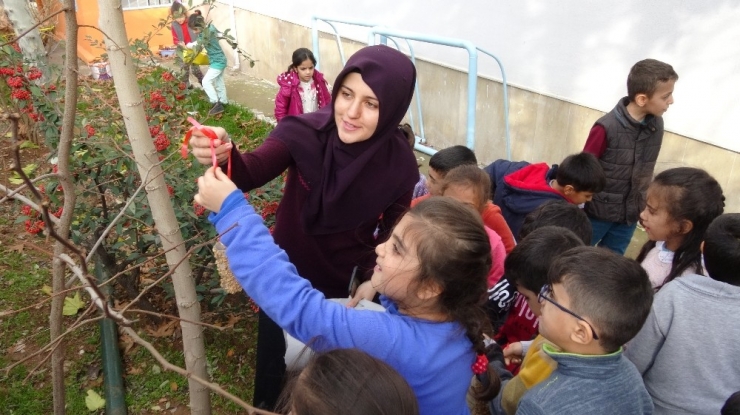 Öğrenciler, Kuşlar İçin Ağaçlara Yem Astı