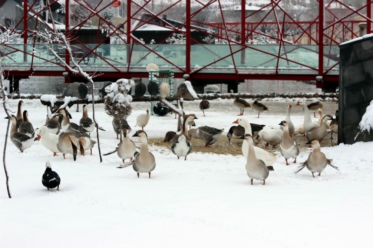 Harikalar Diyarı Hayvanat Bahçesindeki Hayvanlar Üşümüyor