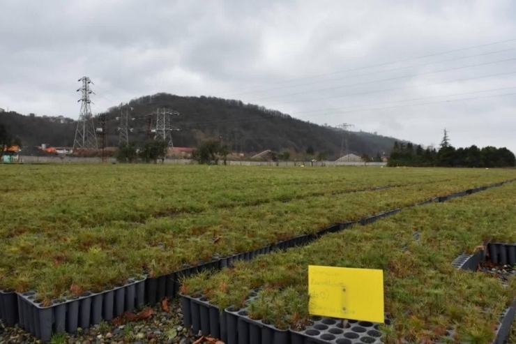 5,5 Milyon Fidan Ürettiler