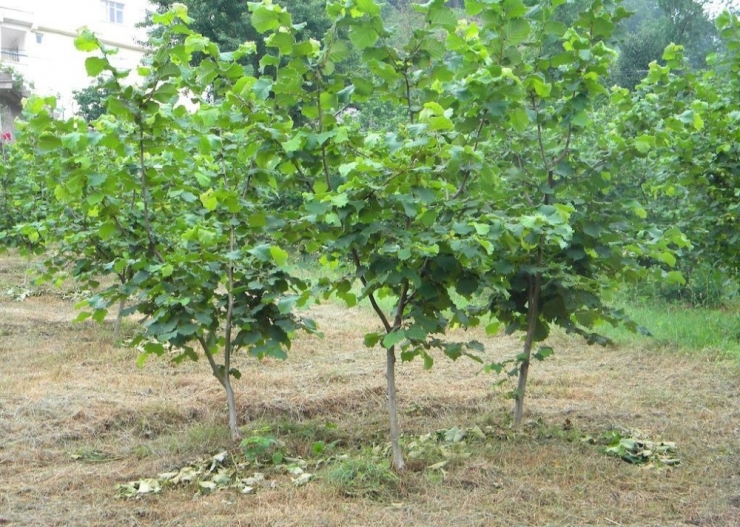 Fındıkta ‘Standart Fidan’ Arayışları