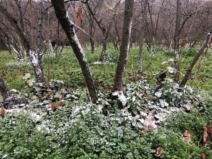 Türkoğlu’ndan Fındık Üreticilerine Kireçleme Uyarısı