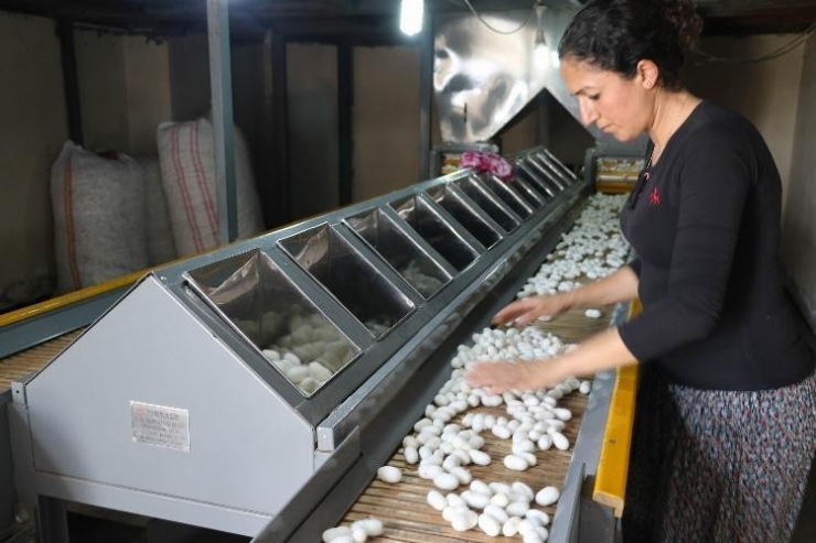 Kulp İpek Böcekçiliğinde Türkiye’nin Birincisi Oldu