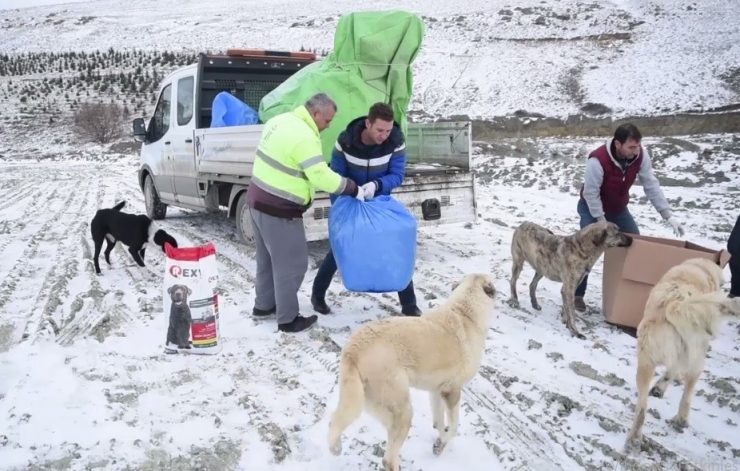 Bağışlanan Mama Ve Yiyecekler Kırsal Alanlardaki Sokak Hayvanlarının İmdadına Yetişiyor