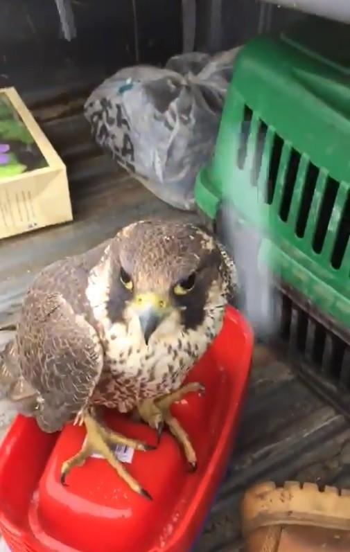 Dünyanın En Hızlı Uçan Kuşu Gökdoğan, Trabzon’da Yaralı Halde Bulundu