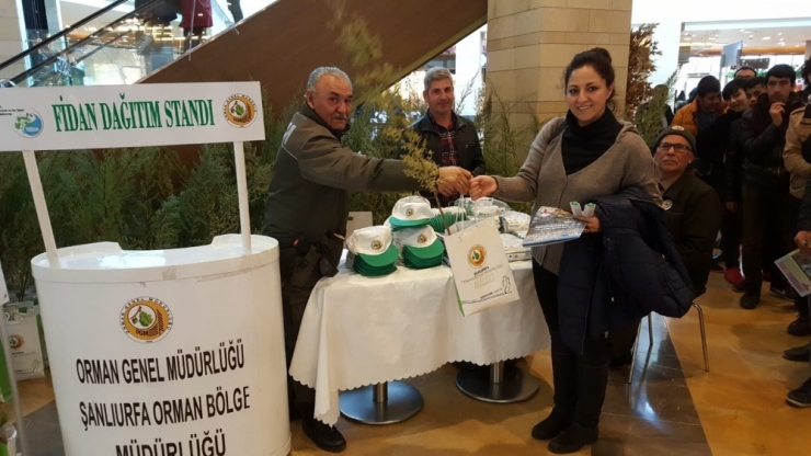 Şanlıurfa’da Ücretsiz Fidan Dağıtıldı