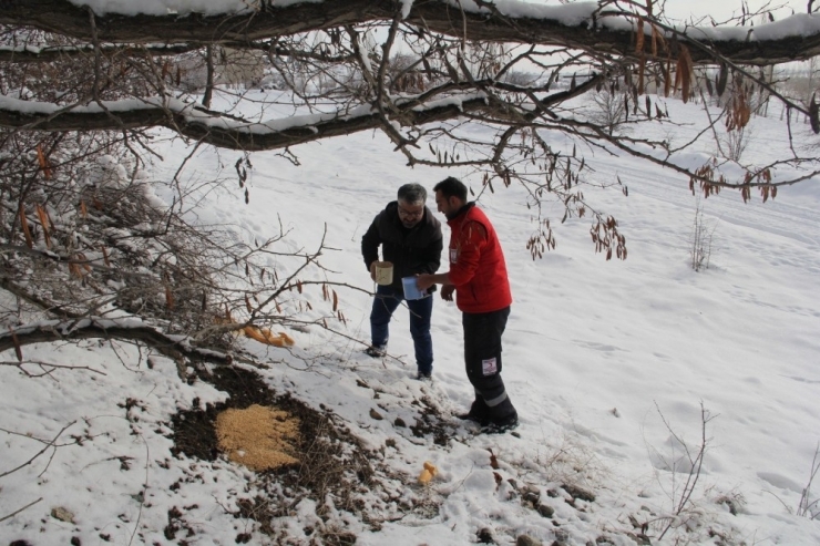 Yaban Hayvanları İçin Doğaya 6,5 Ton Yem Bırakılacak
