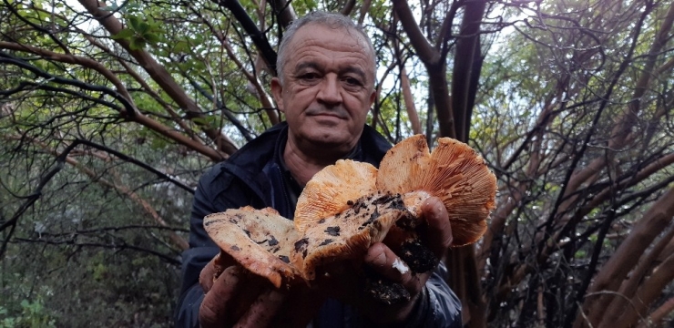 Yağmurun Ardından Açan İlk Güneşle Birlikte Ormana Çıkıyorlar