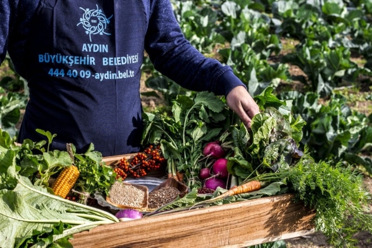 Ata Tohumları Yeniden Hayat Buluyor