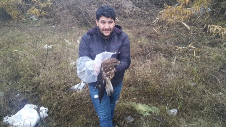 Yaralı Şahini, Hayvan Sever Vatandaş Sahip Çıktı