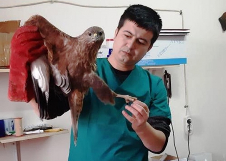 Yaralı Halde Bulunan Şahin Tedavi Edildi