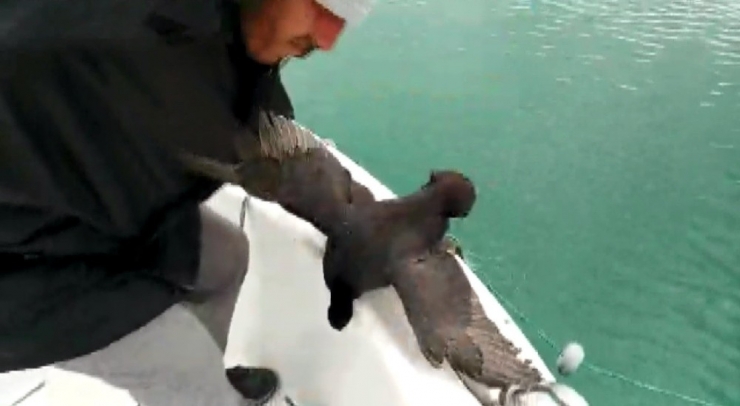 Balıkçıların Ağlarına Takılan Sakarmeke Kurtarılarak Doğaya Bırakıldı