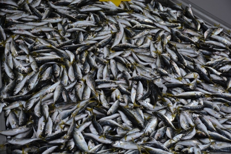 Balıkta İstavrit Zamanı