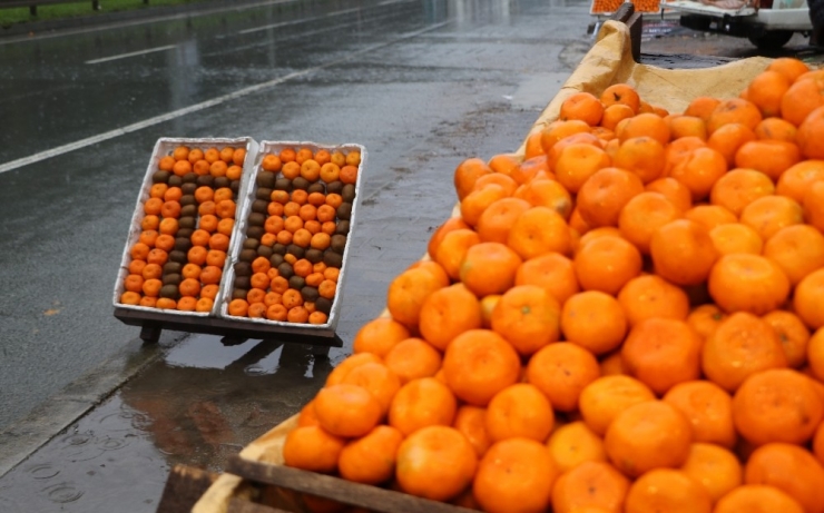 Rize’de Mandalina Hasadı Başladı