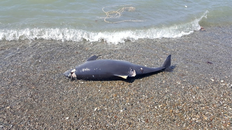 Karadeniz’deki Üç Tür Yunusun Nesli Tükenme Tehlikesi Yaşıyor