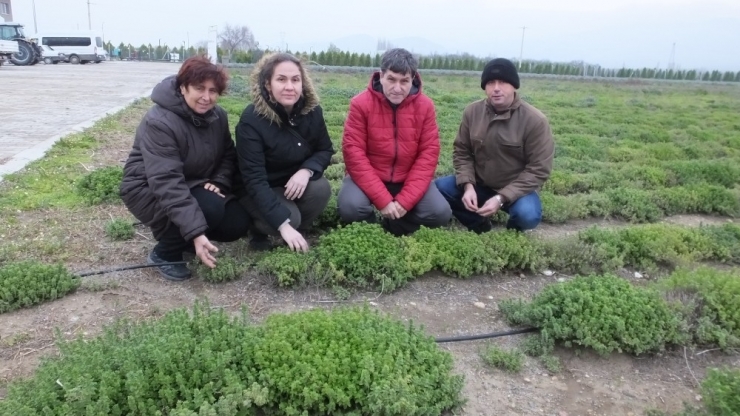 Burhaniye’de Tıbbı Ve Aromatik Bitkiler Yoğun İlgi Gördü.
