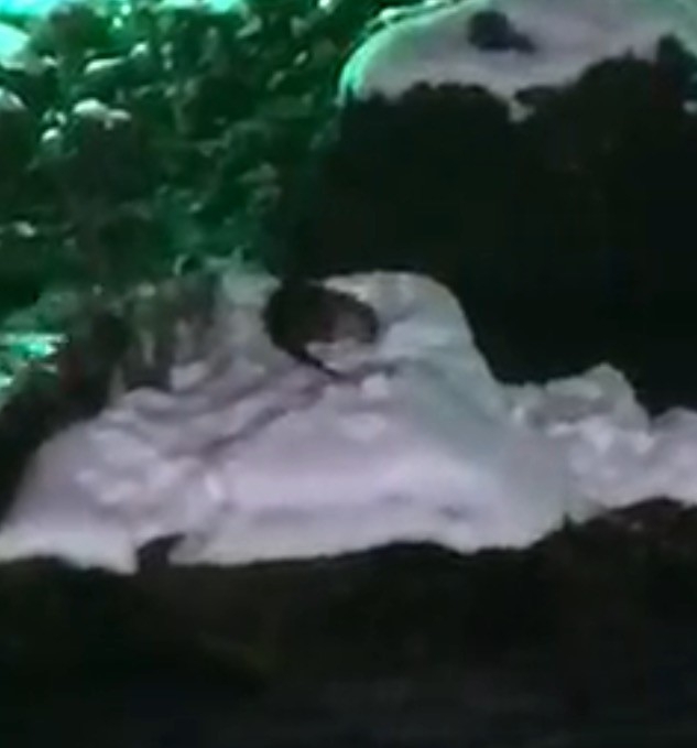 Koruma Altındaki Su Samurunun Kar Keyfi