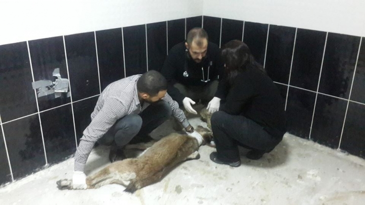 Kayalıktan Düşen Yavru Yaban Keçisi Ve Dereye Düşen Köpek, Tedavi Altına Alındı