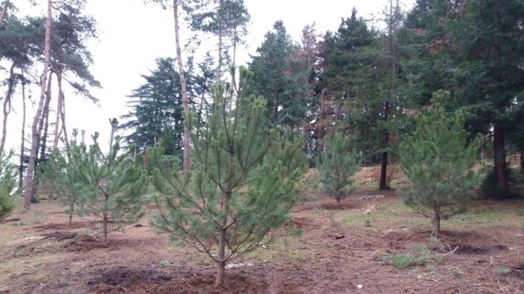 Atatürk Köşkü Ormanı Yeniden Yeşilleniyor