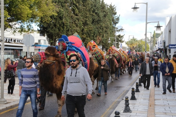 Bodrum Deve Güreşi Festivali Kortej Yürüyüşü İle Başladı