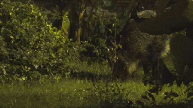 Marmaris’te Domuzlar Evcilleşiyor