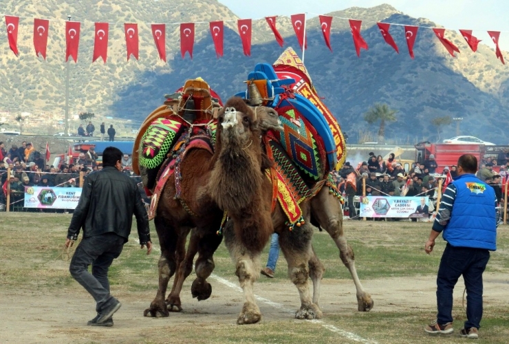 2019’un İlk Deve Güreşi İncirliova’da Yapıldı