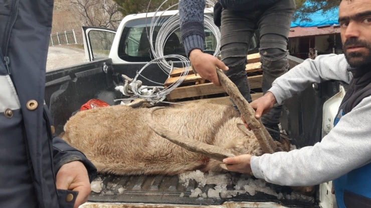 Yaralı Dağ Keçisine Mehmetçik’ten Şefkat Eli