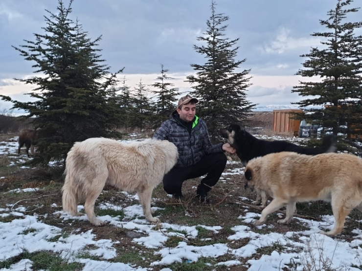 Ülkü Ocaklarından Sokak Hayvanlarına Mama Yardımı