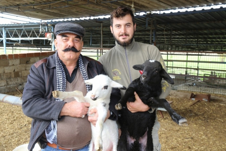 Aydın Büyükşehir, Yetiştiriciyi Ege Et İle Destekliyor