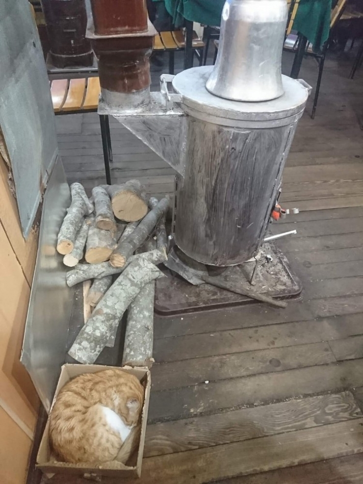 Kastamonu’da Soğukta Üşüyen Sokak Hayvanlarına Esnaf Yardım Eli Uzattı