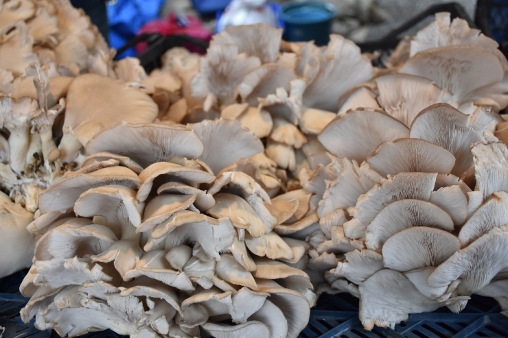 Bilinçsiz Mantar Tüketimi Öldürüyor