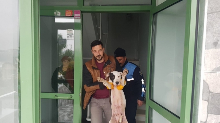 Yaralı Köpeğe Belediye Ekipleri Sahip Çıktı
