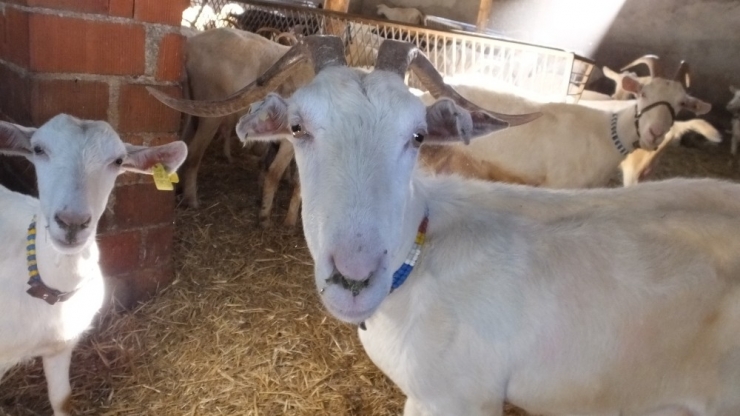 Balıkesirli Muhtar Örnek Yetiştirci Oldu