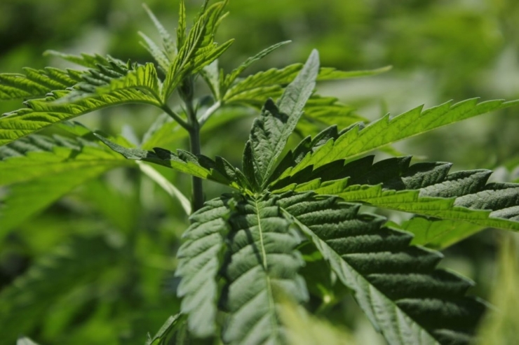 Doç. Dr. Aytaç: "Cumhurbaşkanı’nın ’Kenevir’ Açıklaması Dönüm Noktası"