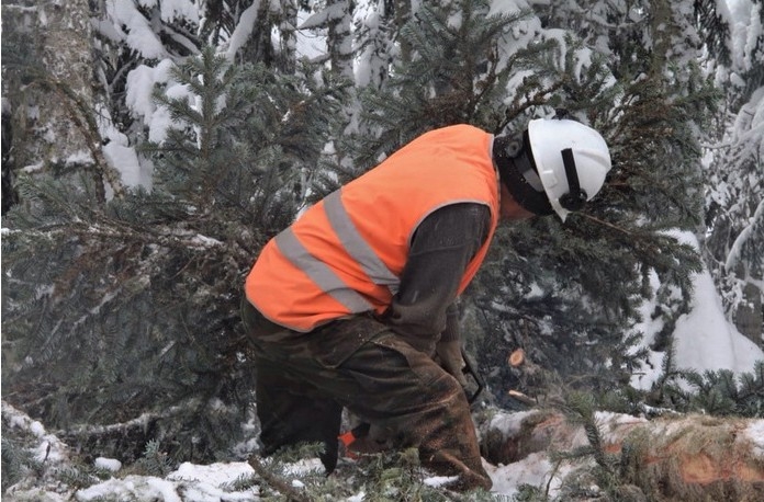 Orman Köylüleri, Eksi 5 Derede Ekmek Mücadelesi Veriyor
