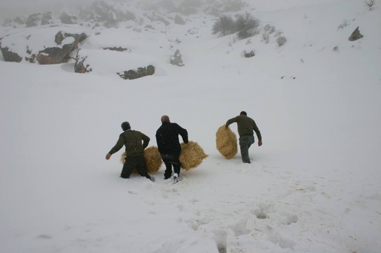 Elazığ’da Yaban Hayvanları İçin 4 Ton Yem Bırakıldı