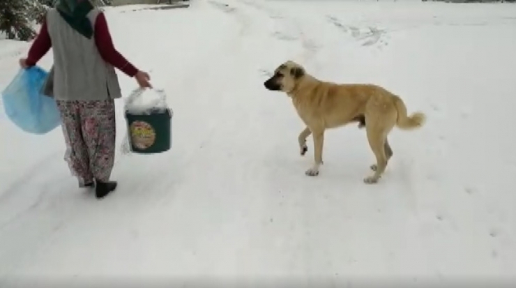 - Sokak Hayvanları Ölmesin Diye Yemeklerinin Yarısını Paylaşıyorlar