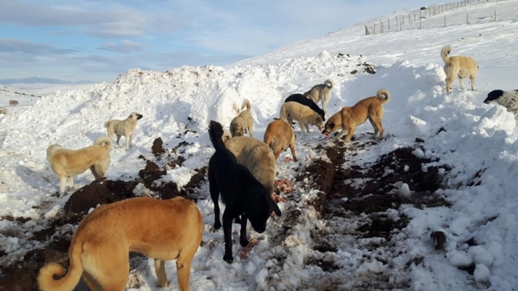 Elmadağı’nın Doruğundaki 60 Köpeğe Ulaşılamıyor