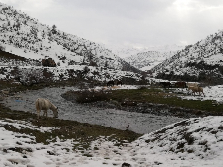 Yabani Atlar Donmaktan Kurtarıldı