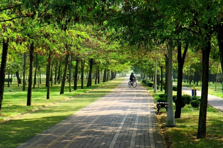 Kocaeli’de 1 Yılda 325 Bin 210 Fidan Toprakla Buluştu