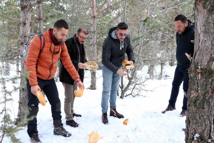 Soğuk Kış Günlerinde Yaban Hayvanlarını Unutmadılar