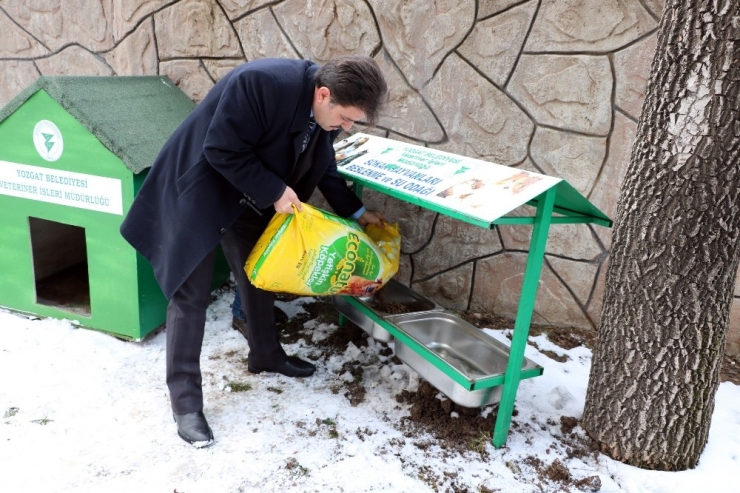 Yozgat Belediyesi’nden Sokak Hayvanlarına Şefkat Eli